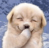 xin_0420306041454281191372.gif
