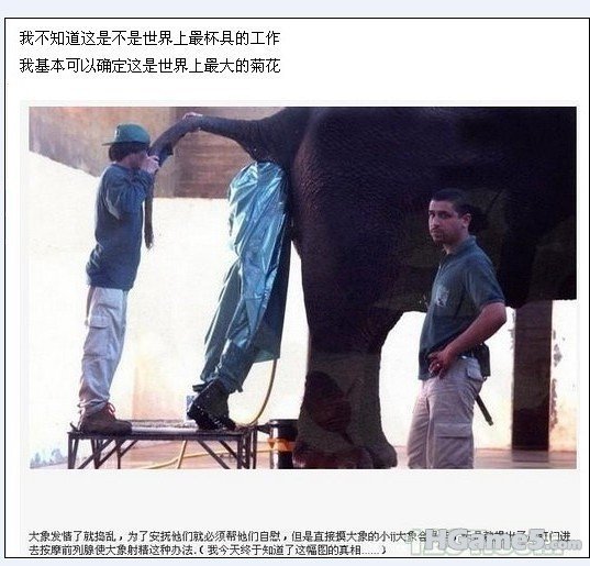大菊花.jpg