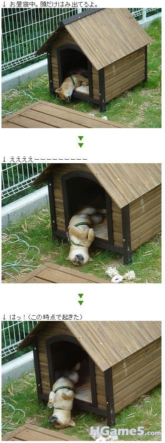 狗狗睡觉