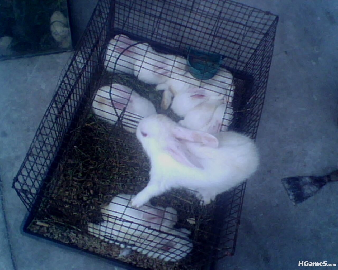 IMG0306A.jpg