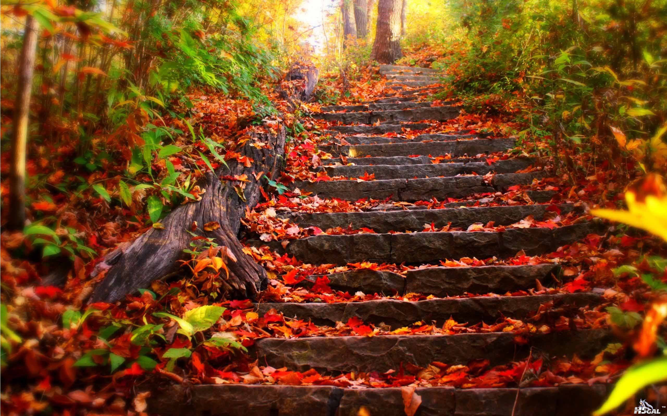 autumn [DesktopNexus.com].jpg