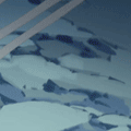 6.gif