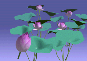 HasuCard.gif