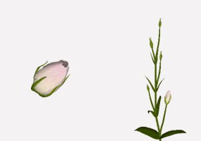 TorukoKikyouCard.gif