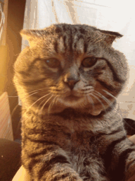 004.gif
