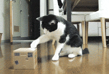 主人！你背着我又养了只喵？.gif