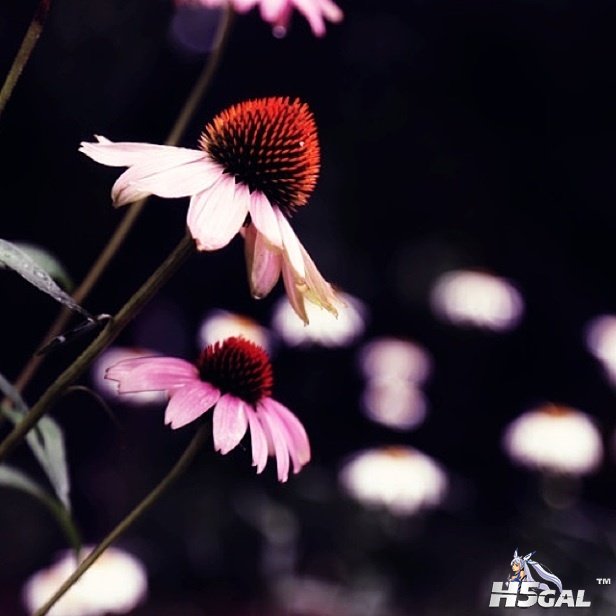 9f3b7b06jw1dx1rmobf51j.jpg