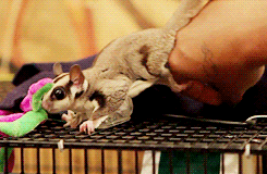 5.gif