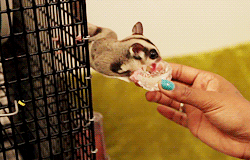 6.gif