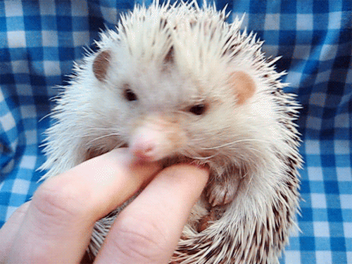 1.gif