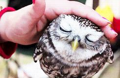2.gif