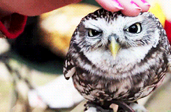 4.gif