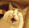 1.gif