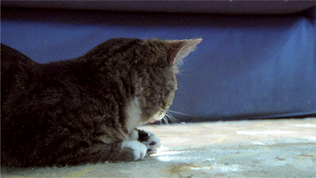 1.gif