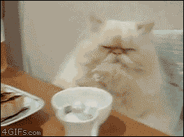5.gif
