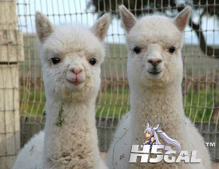 0922alpacas540.jpg