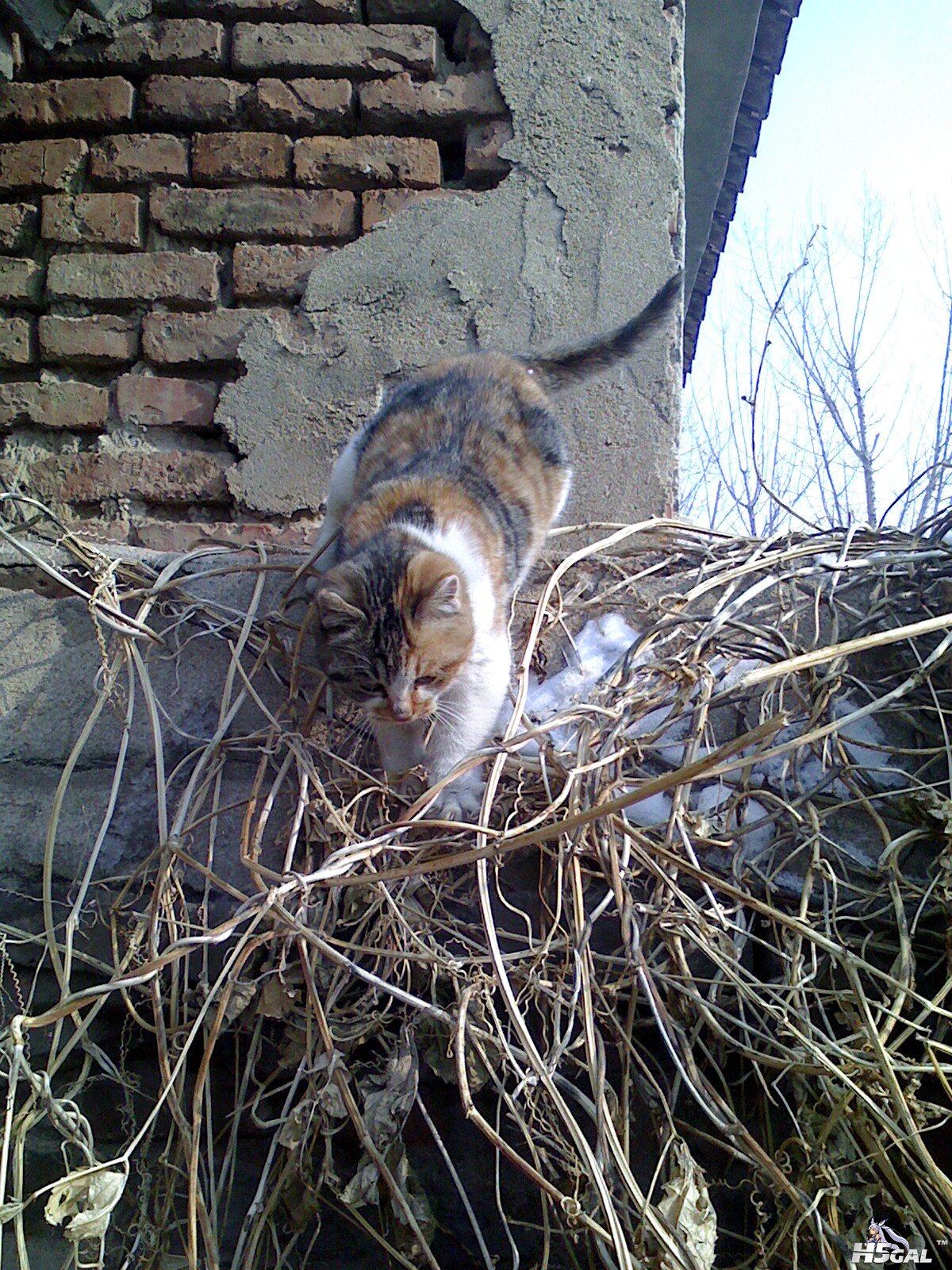 IMG0106132000.jpg