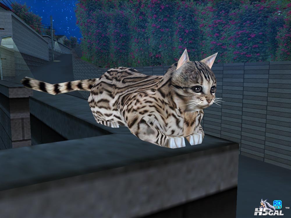 09神猫近景.jpg