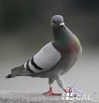 QQ截图20181112210257.png